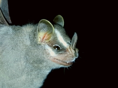 Uroderma bilobatum convexum