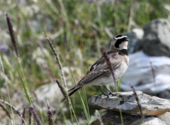 Eremophila alpestris