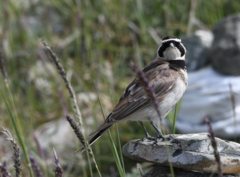 Eremophila alpestris