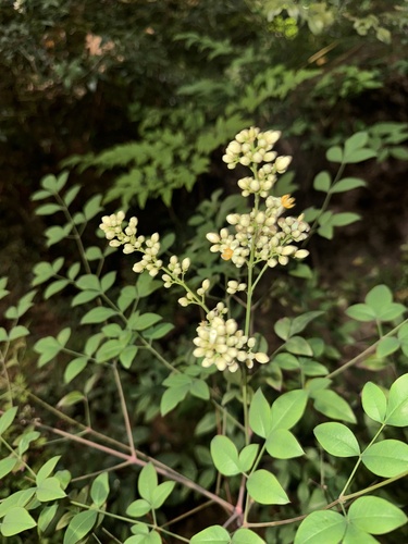 Nandina domestica