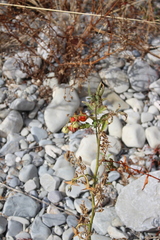 Solanum lycopersicum cerasiforme