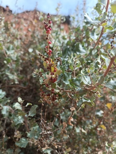 Atriplex rusbyi, photograph 6