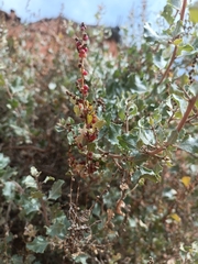 Atriplex rusbyi, photograph (c) ARIANA VILLAFAN ROJAS, some rights reserved (CC BY)