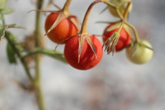Solanum lycopersicum cerasiforme