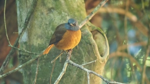 Amber Mountain Rock Thrush (Monticola erythronotus), photo 2
