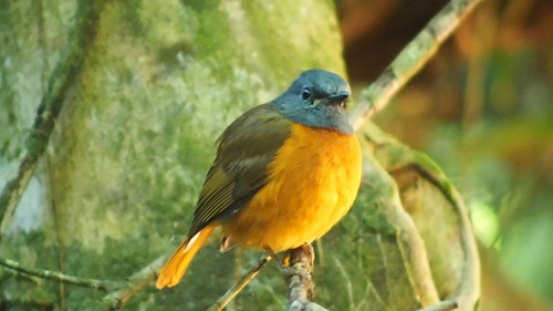 Amber Mountain Rock Thrush (Monticola erythronotus), photo 3