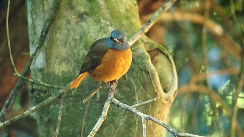 Amber Mountain Rock Thrush (Monticola erythronotus), photo 6