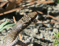 Cyprus Whip Snake photo 3