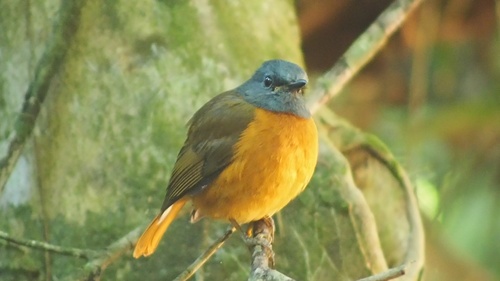 Amber Mountain Rock Thrush (Monticola erythronotus), photo 5