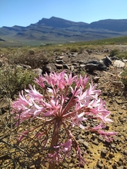 Brunsvigia bosmaniae