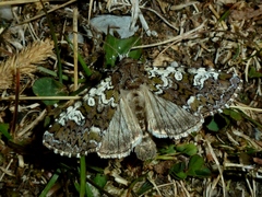 Crypsedra gemmea