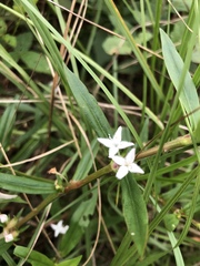 Diodia