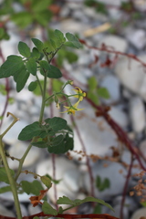 Solanum lycopersicum cerasiforme