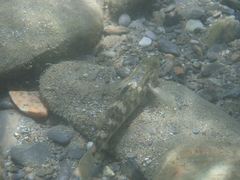 Rhinogobius gigas