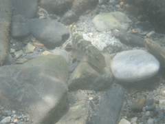 Rhinogobius gigas