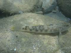 Rhinogobius gigas