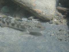 Rhinogobius gigas