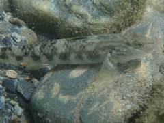 Rhinogobius gigas