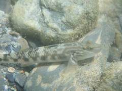 Rhinogobius gigas