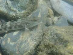 Rhinogobius gigas