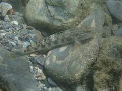 Rhinogobius gigas