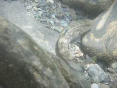 Rhinogobius gigas