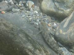 Rhinogobius gigas