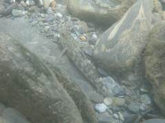 Rhinogobius gigas