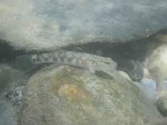 Rhinogobius gigas