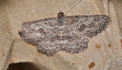 Psilosticha absorpta