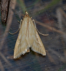Sedenia cervalis
