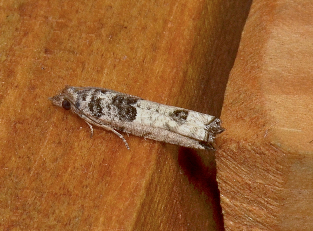 Spilonota constrictana