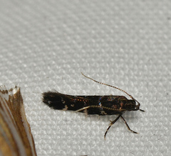 Stagmatophora argyrostrepta