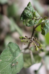 Aphis fabae solanella