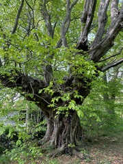 Carpe blanco (Carpinus betulus): origen y usos — foto 2