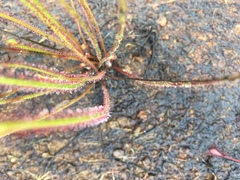 Drosera filiformis