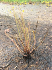 Drosera filiformis