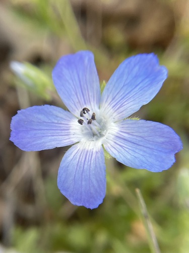 iNaturalist observation photo of Menzies' baby blue eyes