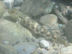 Rhinogobius gigas