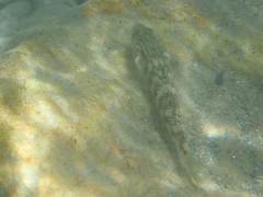 Rhinogobius gigas