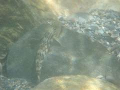 Rhinogobius gigas