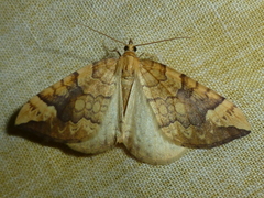 Eulithis populata