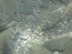 Rhinogobius gigas