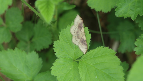 Idaea degeneraria