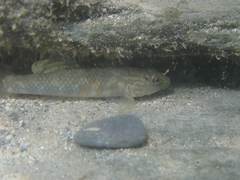 Rhinogobius gigas