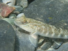 Rhinogobius gigas