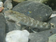 Rhinogobius gigas