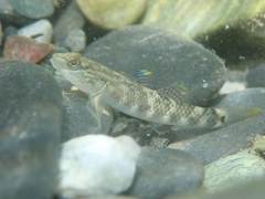 Rhinogobius gigas