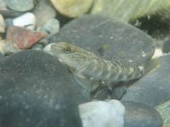 Rhinogobius gigas