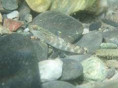 Rhinogobius gigas